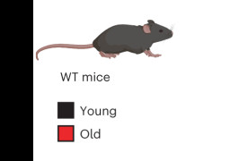 åǥ��